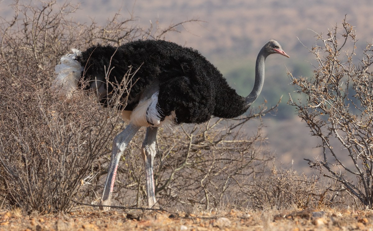 Somali Ostrich - ML642704557