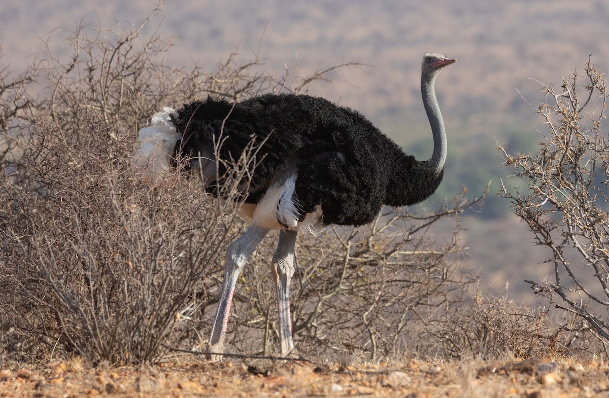 Somali Ostrich - ML642704558