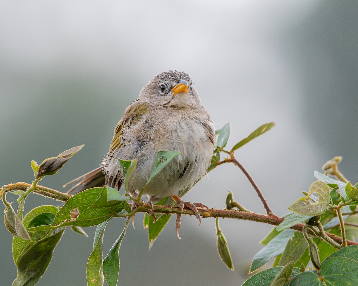 Wedge-tailed Grass-Finch - ML642704568