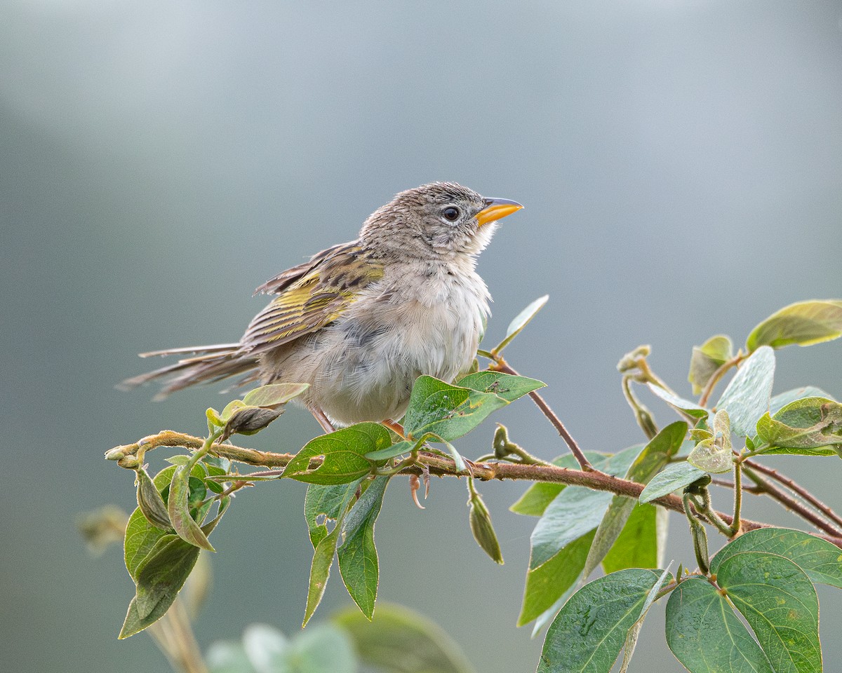Wedge-tailed Grass-Finch - ML642704570