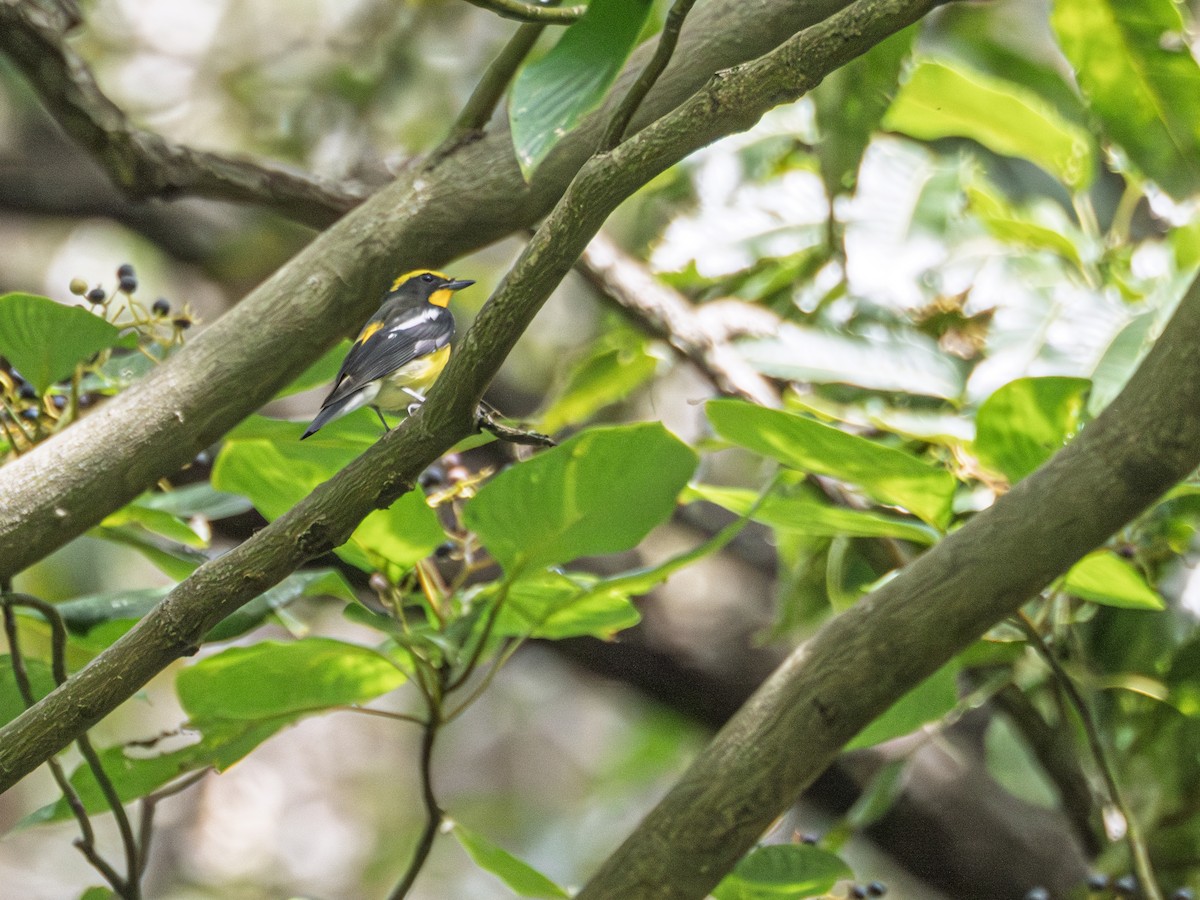 Narcissus Flycatcher - ML642704578