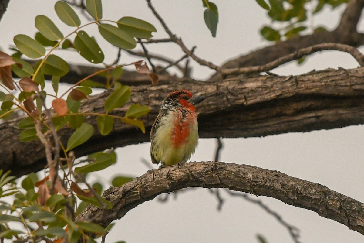 Kanlı Barbet - ML642704583