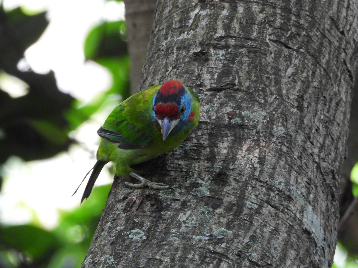 Mavi Boğazlı Barbet - ML642704591