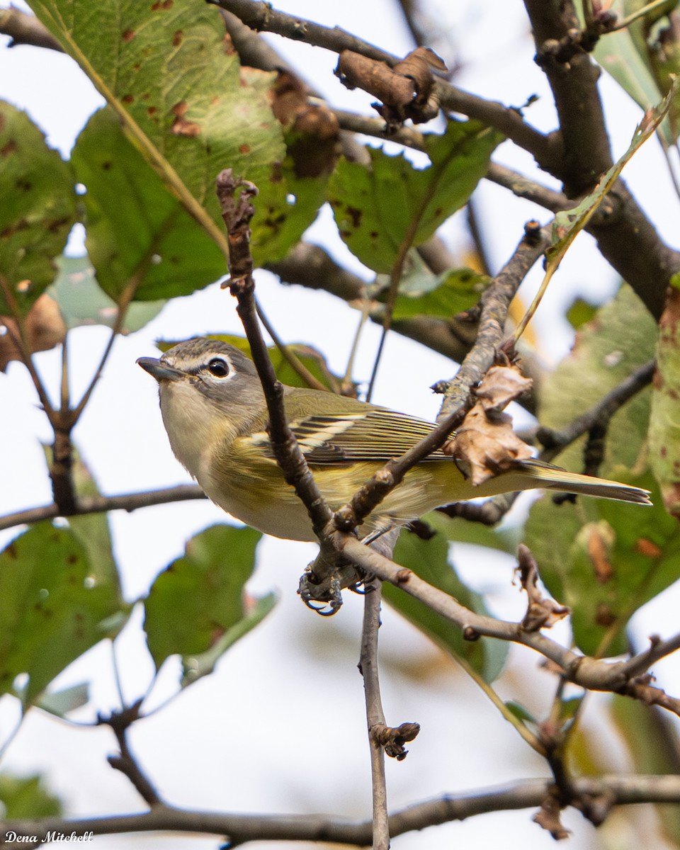 Mavi Başlı Vireo - ML642704600