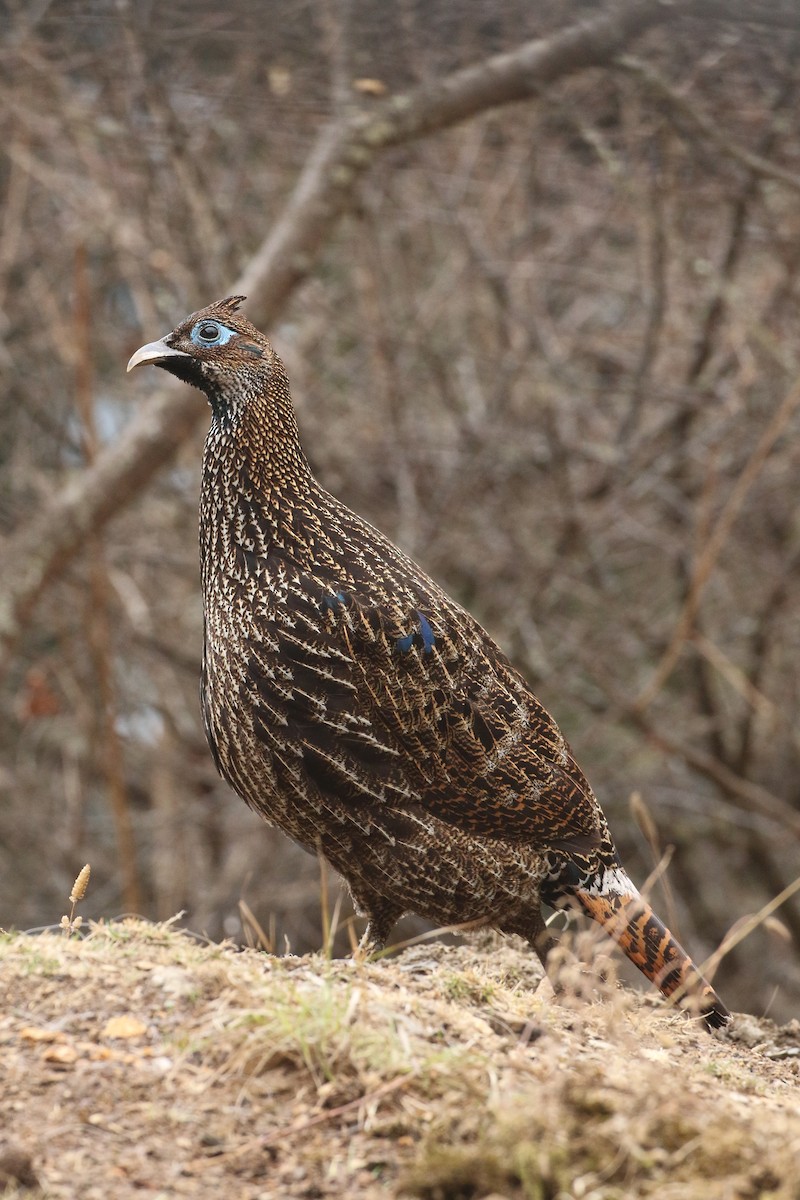 Himalayan Monal - ML642704610