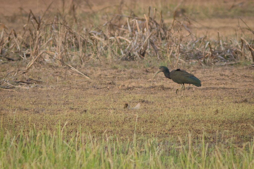 Green Ibis - ML642704619