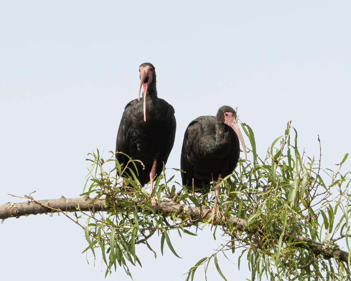Bare-faced Ibis - ML642704620