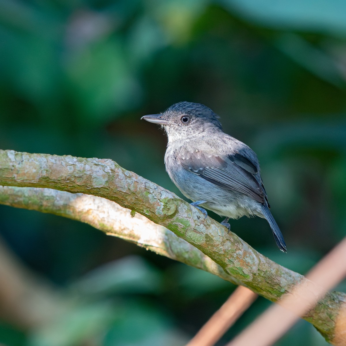 Mouse-colored Antshrike - ML642704623