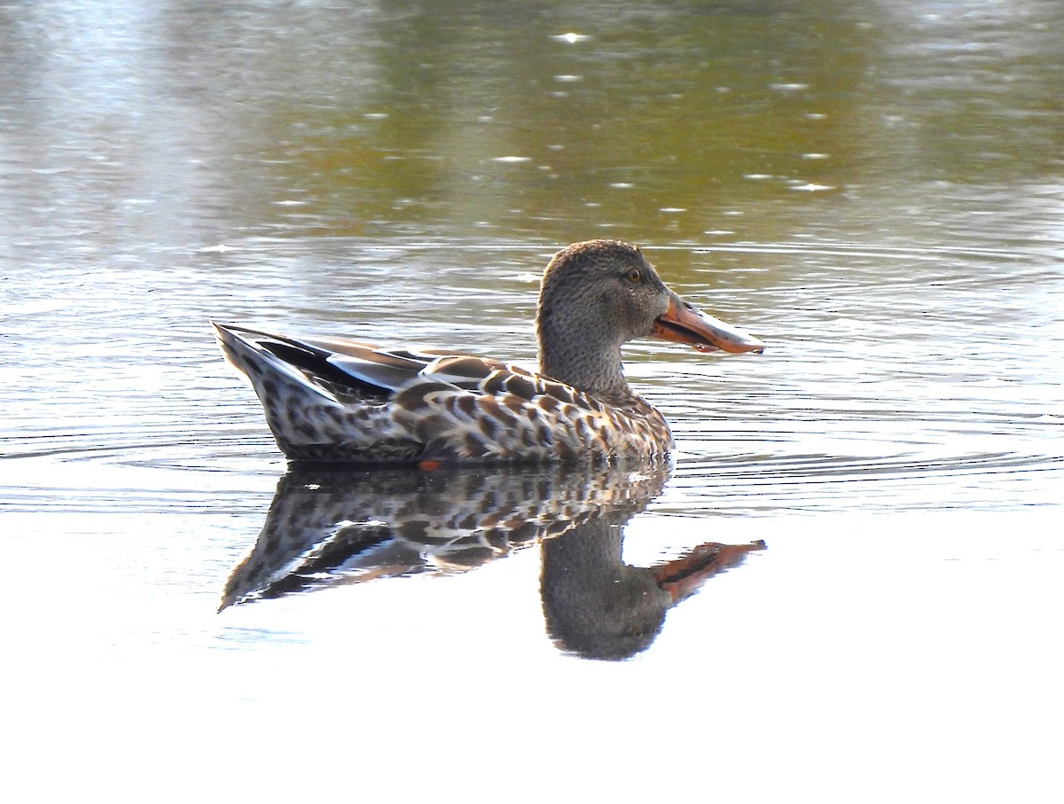 Canard souchet - ML642704631
