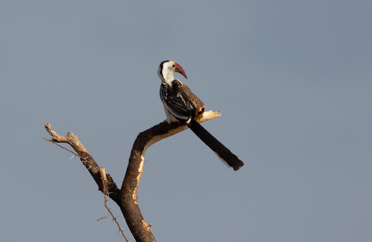 Northern Red-billed Hornbill - ML642704636