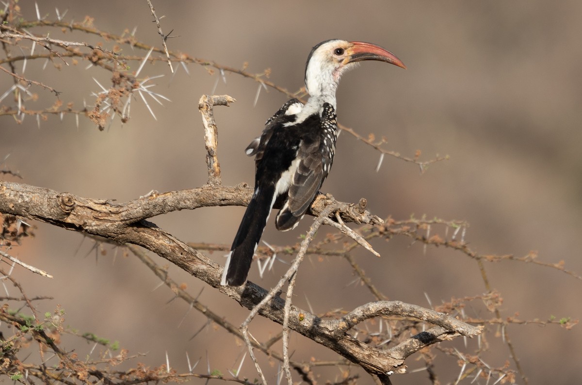 Northern Red-billed Hornbill - ML642704637