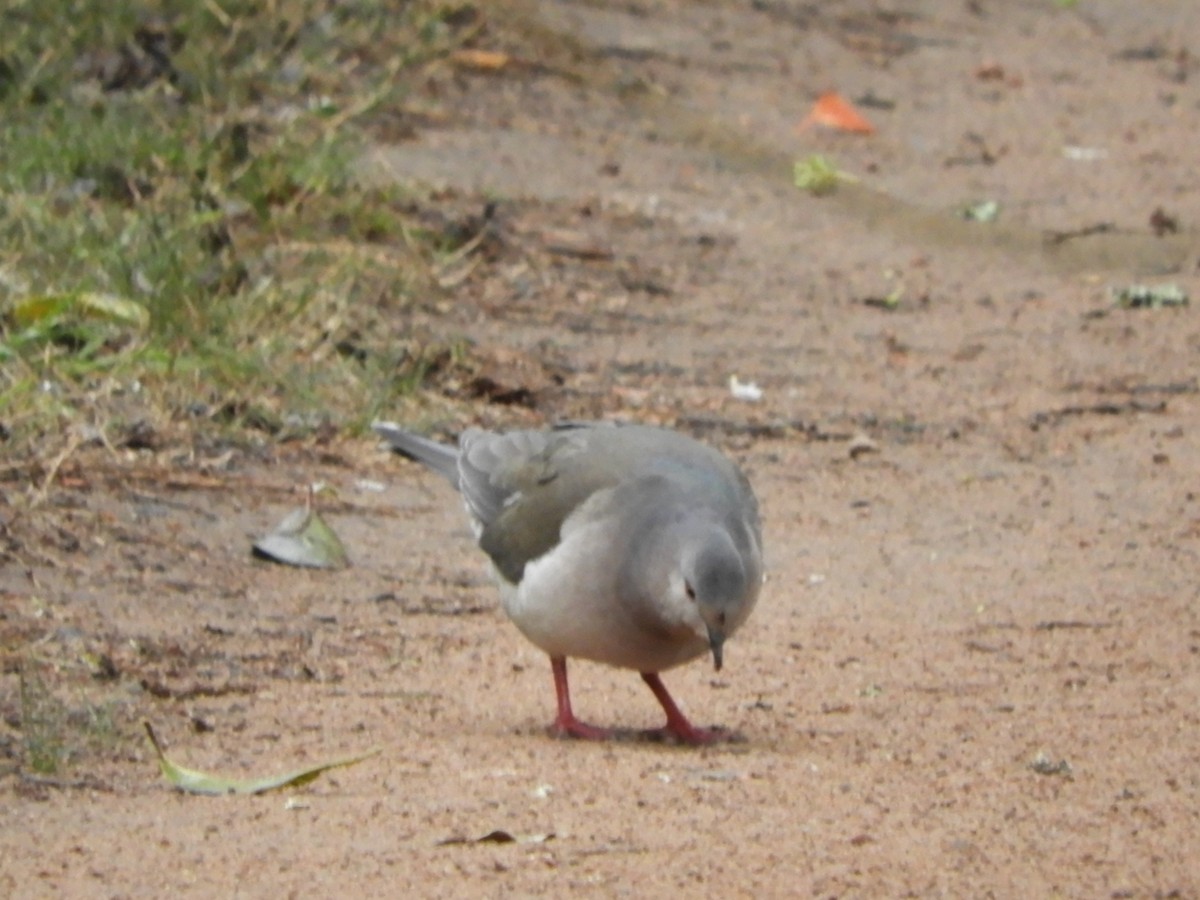 White-tipped Dove - ML642704638