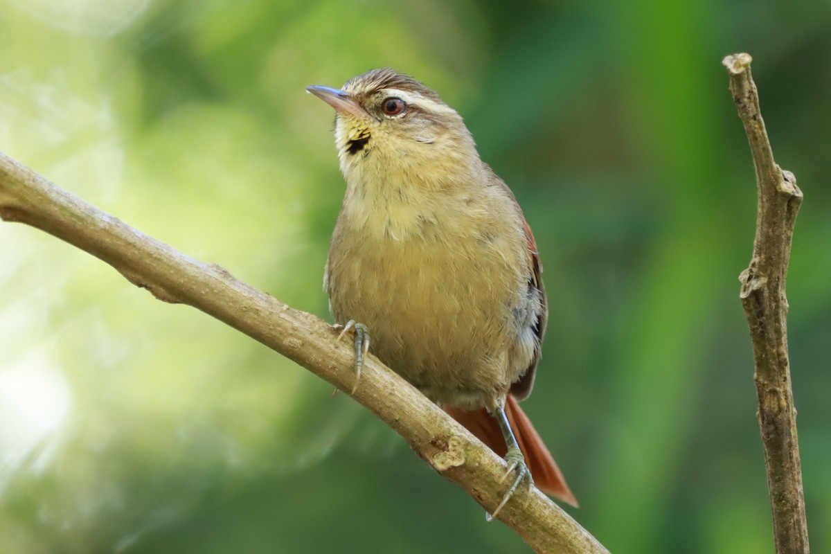 Olive Spinetail - ML642704652