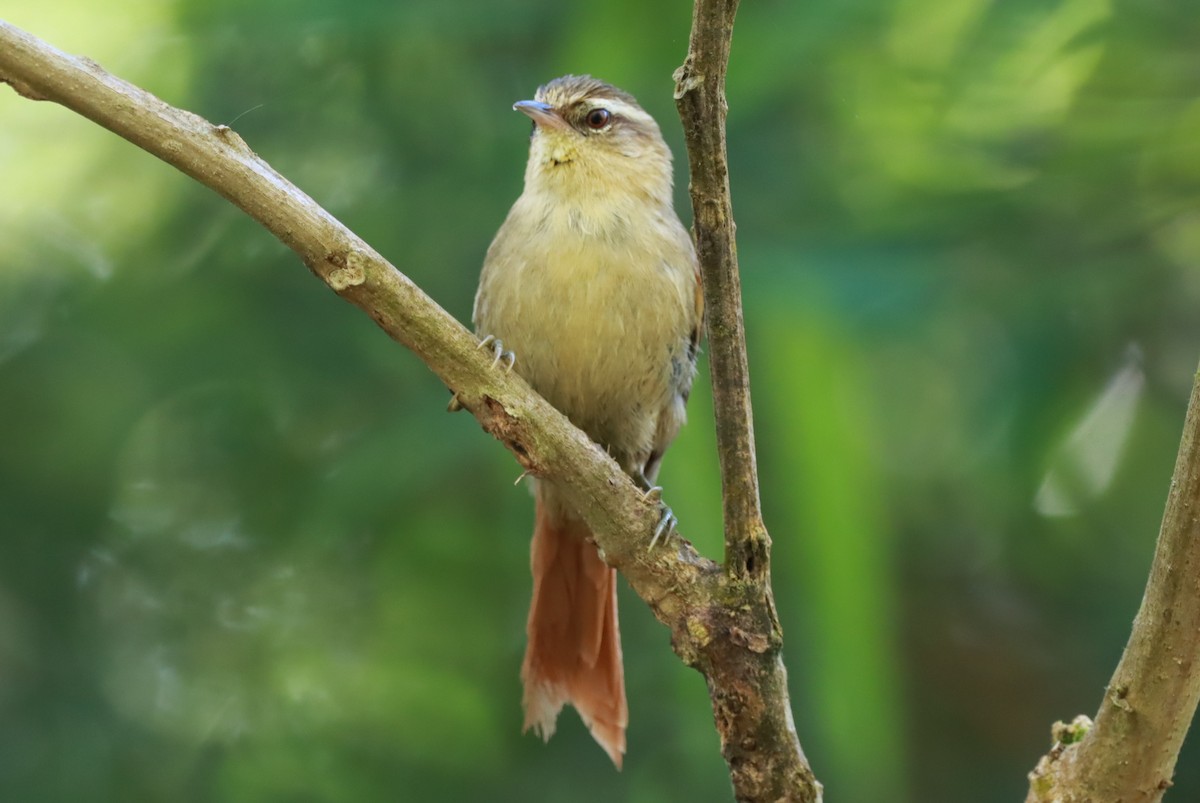 Olive Spinetail - ML642704653