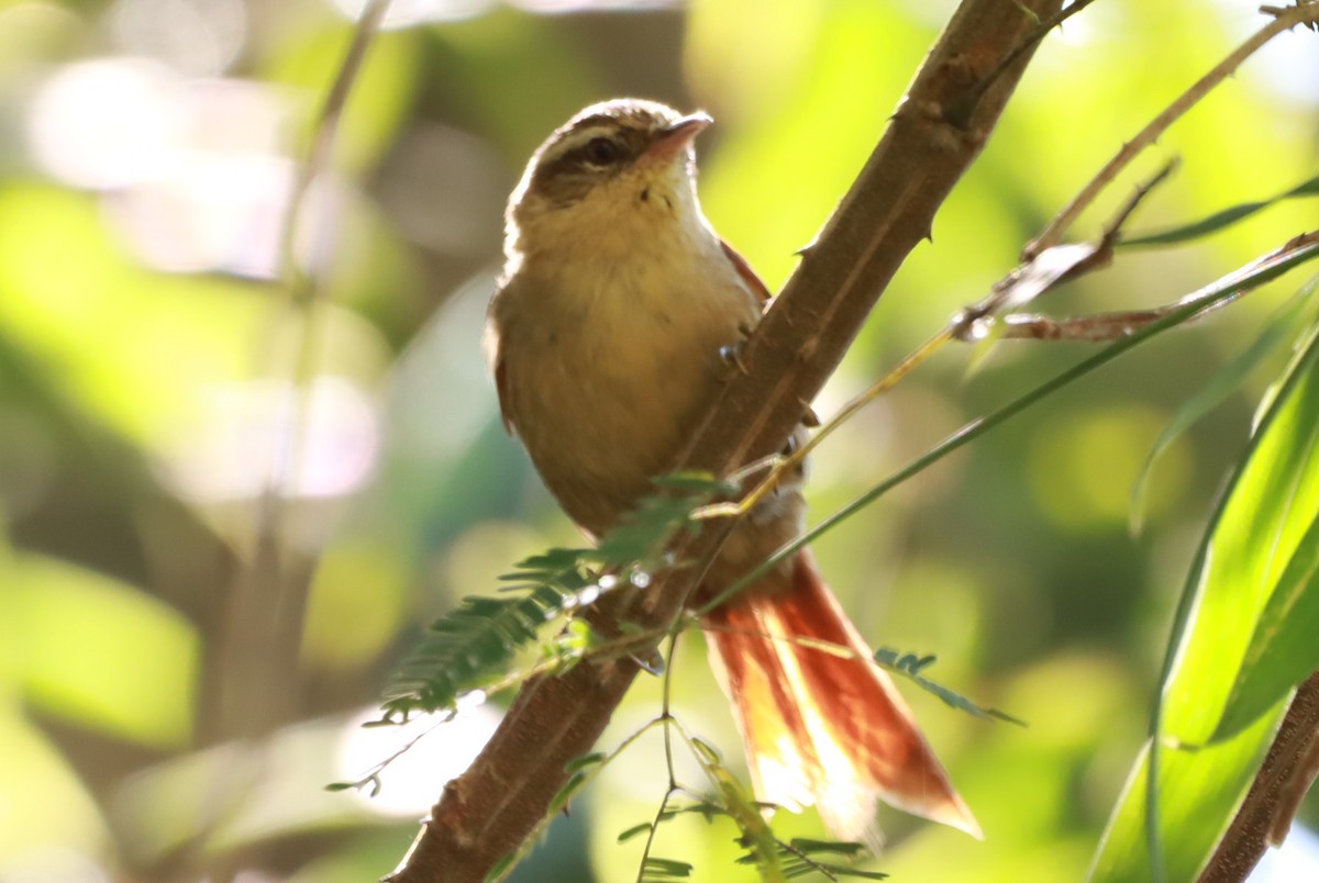 Olive Spinetail - ML642704654