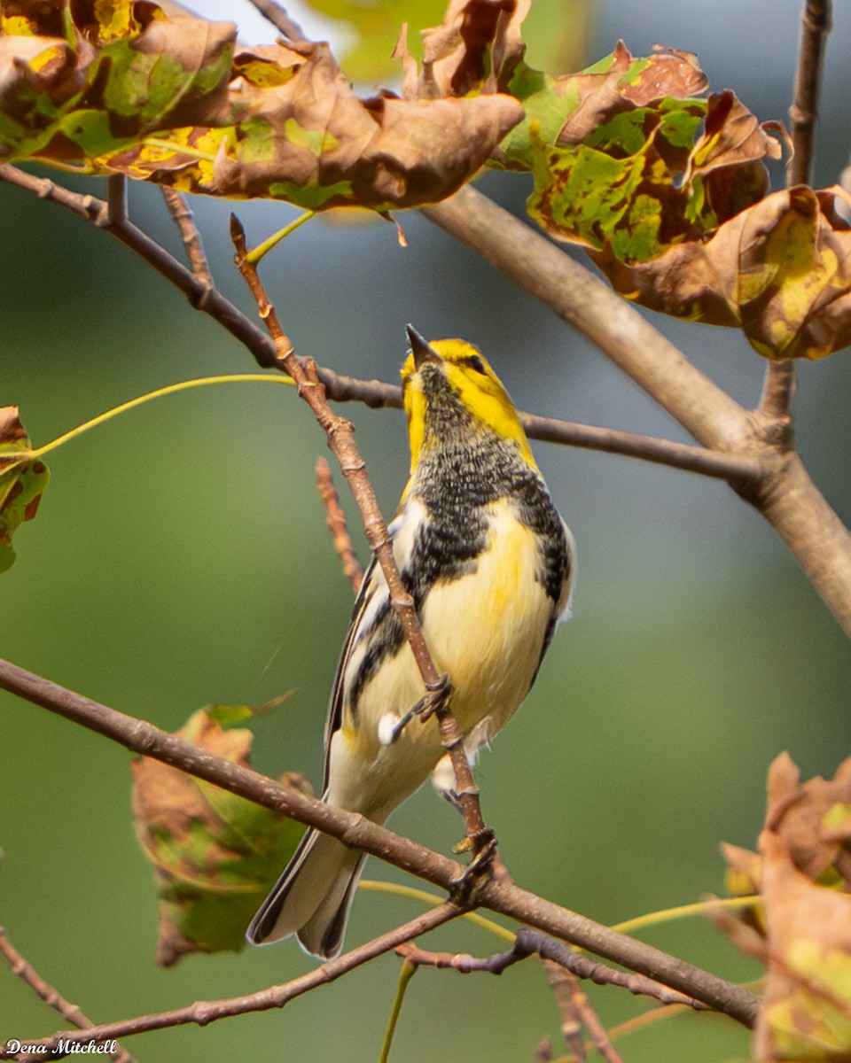 Black-throated Green Warbler - ML642704657