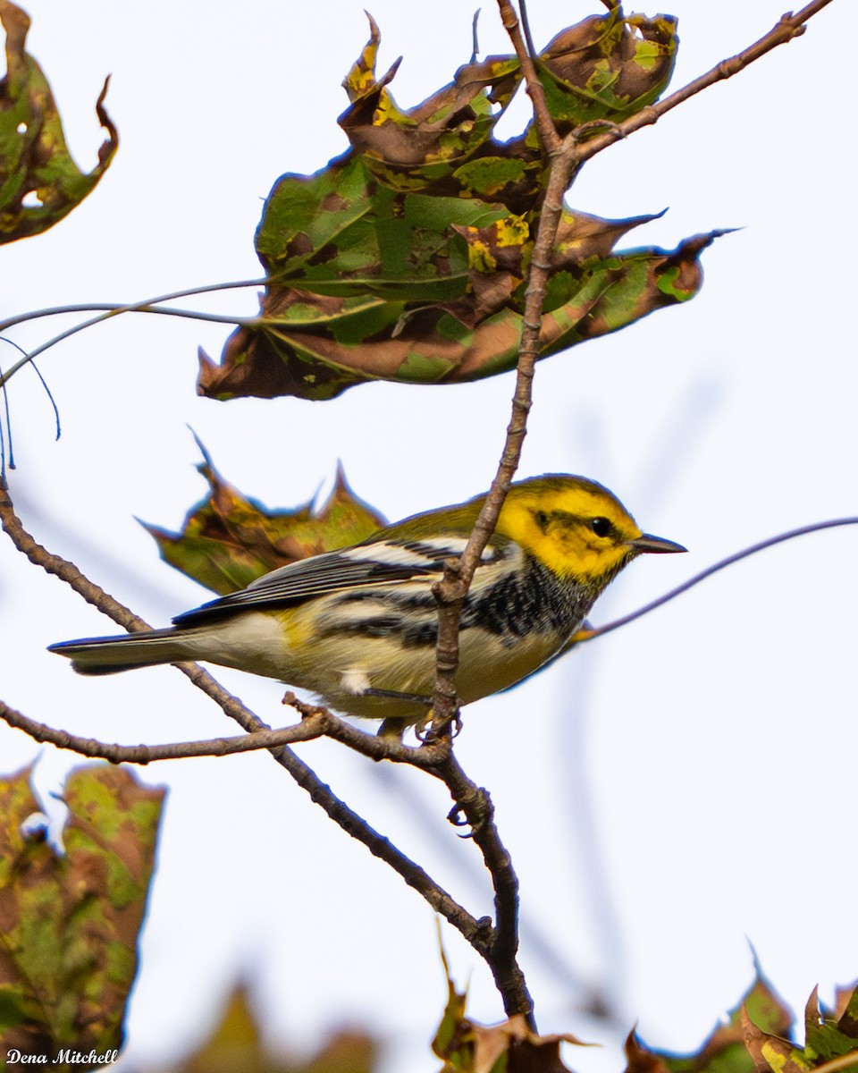 Black-throated Green Warbler - ML642704658