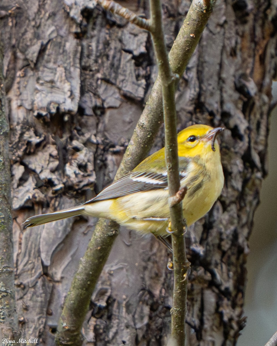 Black-throated Green Warbler - ML642704659