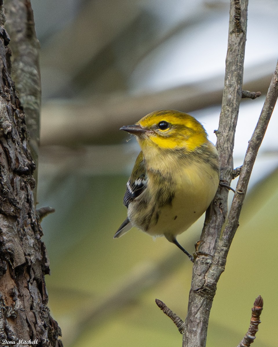Black-throated Green Warbler - ML642704660