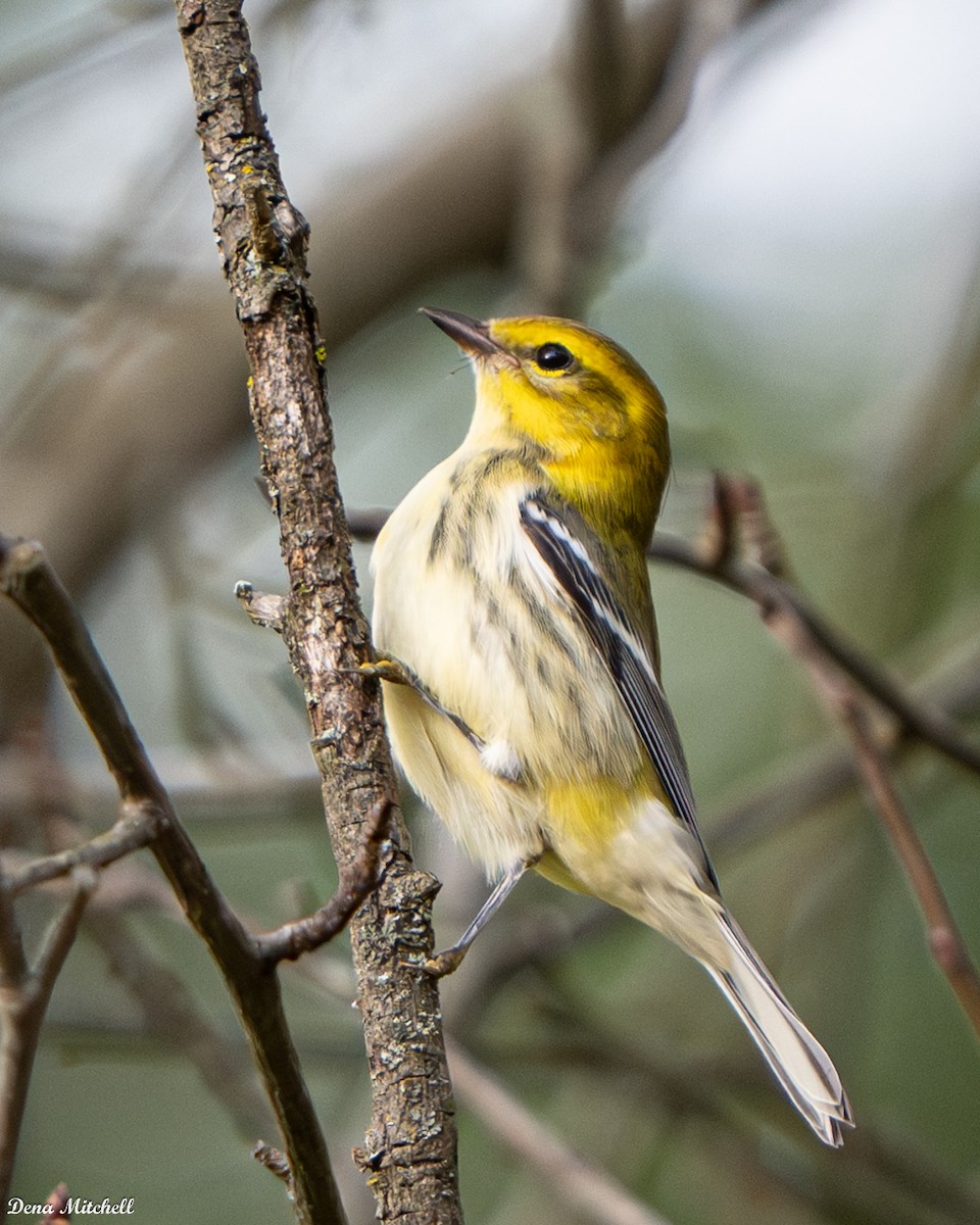 Black-throated Green Warbler - ML642704661
