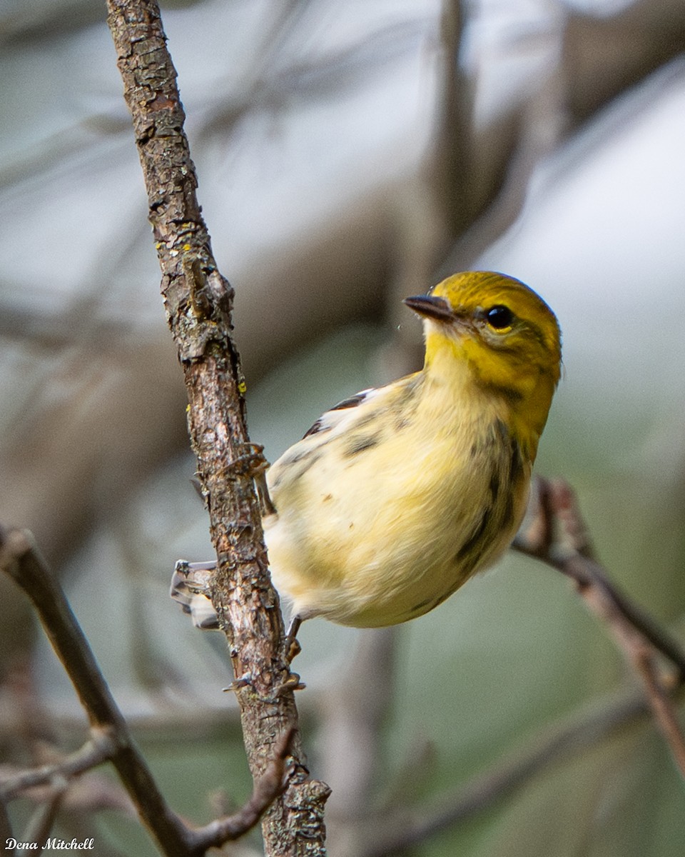 Black-throated Green Warbler - ML642704662