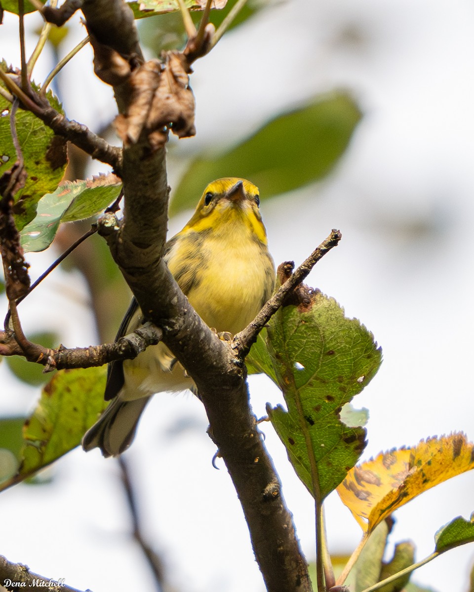 Black-throated Green Warbler - ML642704663