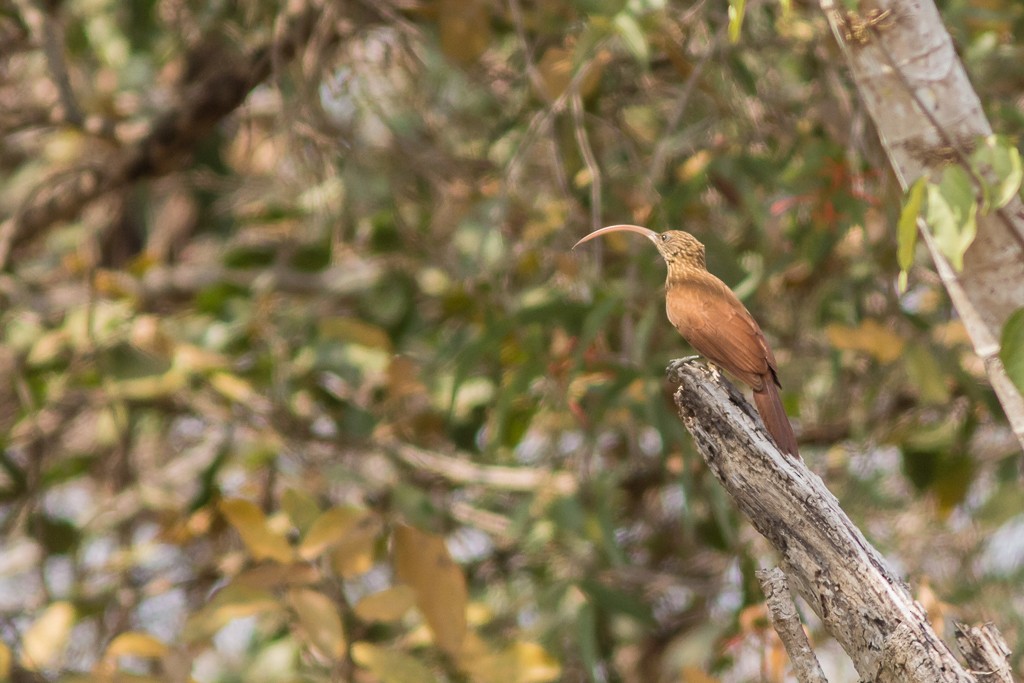 Red-billed Scythebill - ML642704673