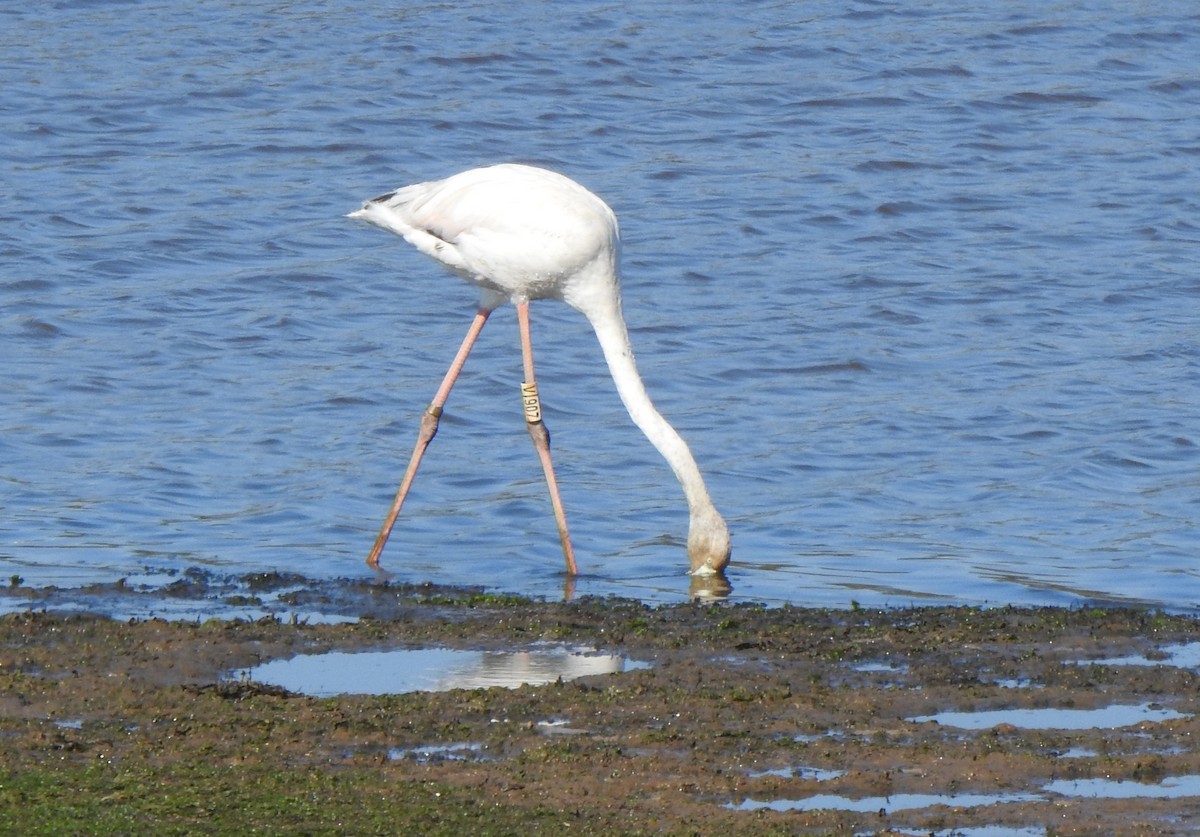 Greater Flamingo - ML642704677