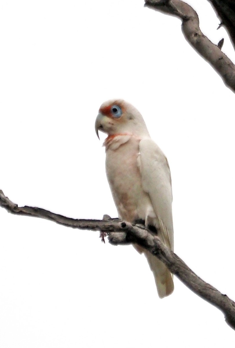 Long-billed Corella - ML642704682
