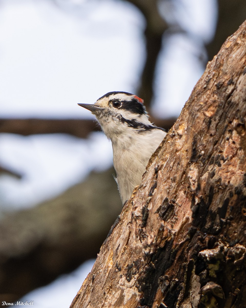 Downy Woodpecker - ML642704684