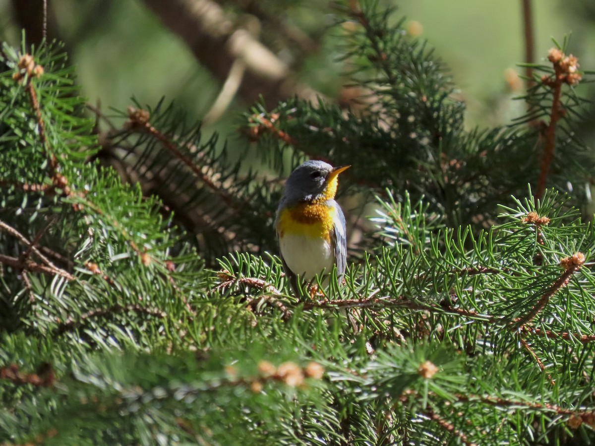Northern Parula - ML642704690