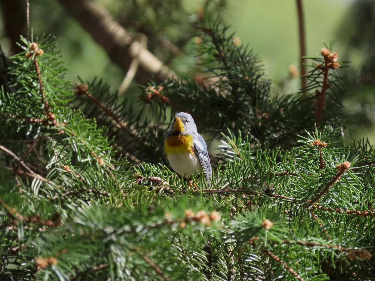 Northern Parula - ML642704691