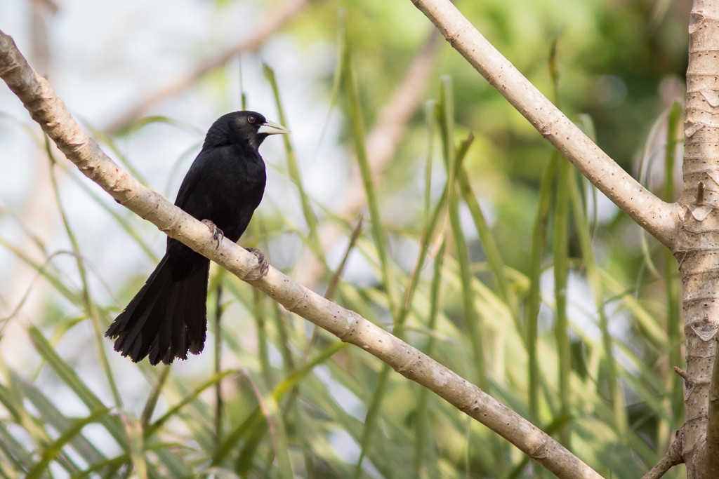 Solitary Black Cacique - ML642704715