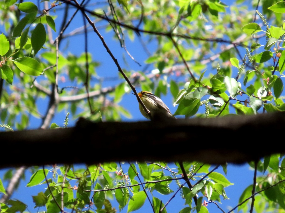 Blackburnian Warbler - ML642704717