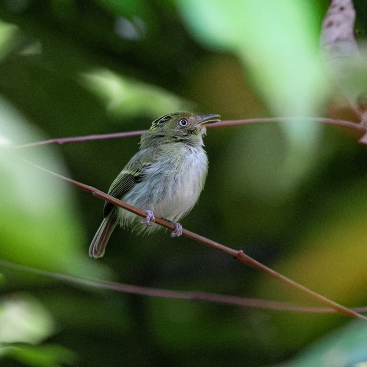 Double-banded Pygmy-Tyrant - ML642704727