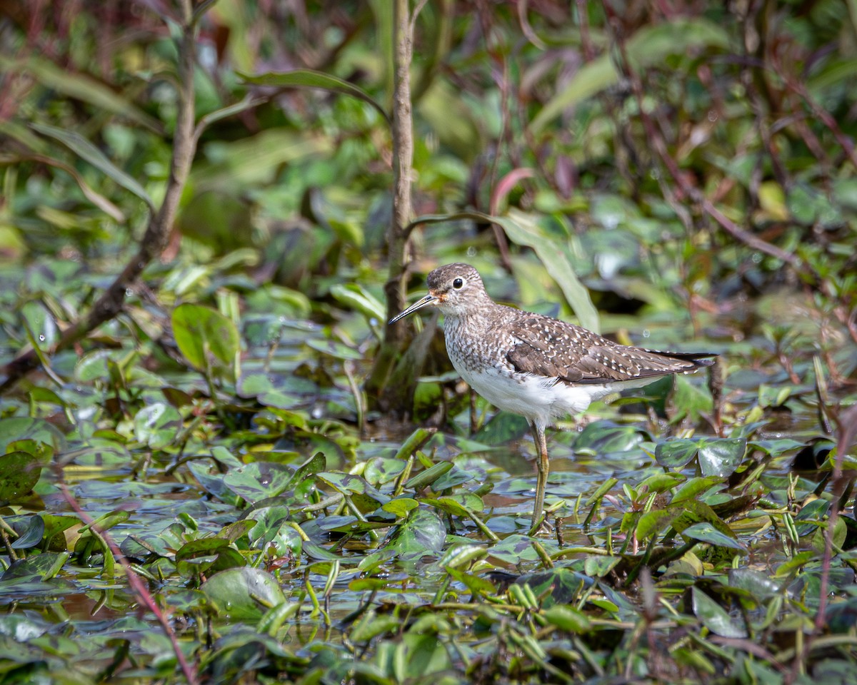 Solitary Sandpiper - ML642704730
