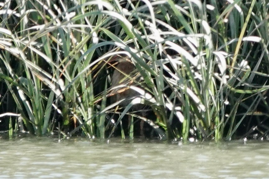 Ridgway Sukılavuzu (obsoletus) - ML642704757