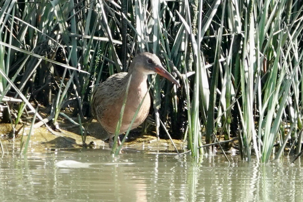 Ridgway Sukılavuzu (obsoletus) - ML642704760