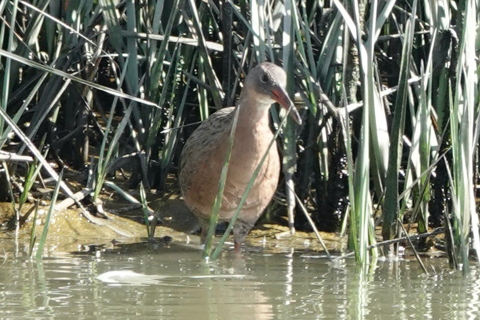 Ridgway Sukılavuzu (obsoletus) - ML642704761