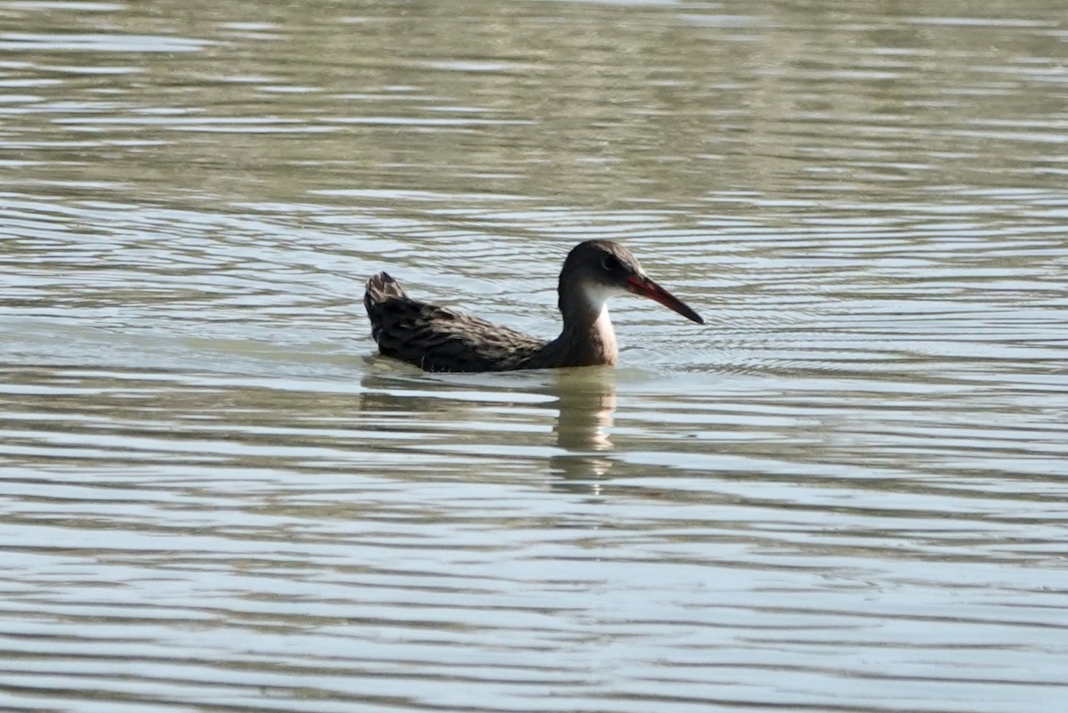 Ridgway Sukılavuzu (obsoletus) - ML642704766