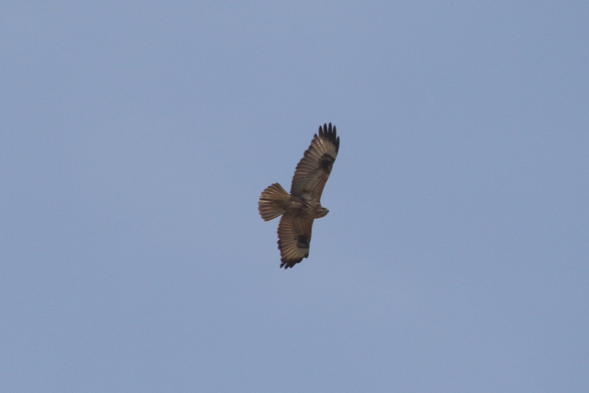 Himalayan Buzzard - ML642704767