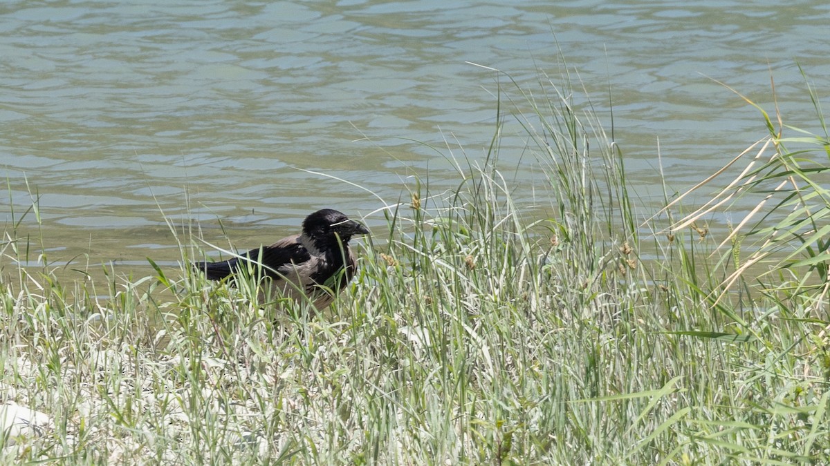 Hooded Crow - ML642704777