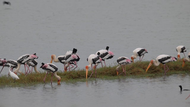 Painted Stork - ML642704782