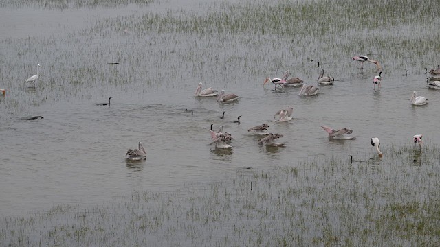 Painted Stork - ML642704783