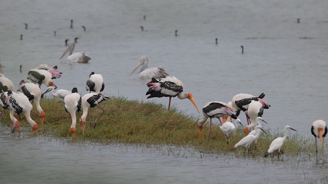 Painted Stork - ML642704786