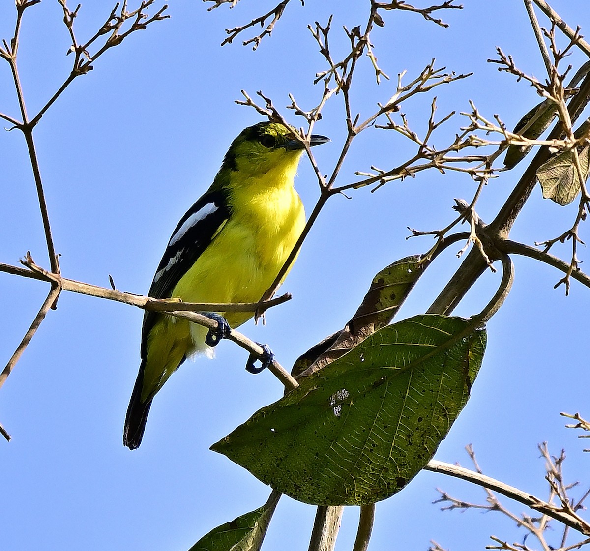 Iora Común - ML642704787