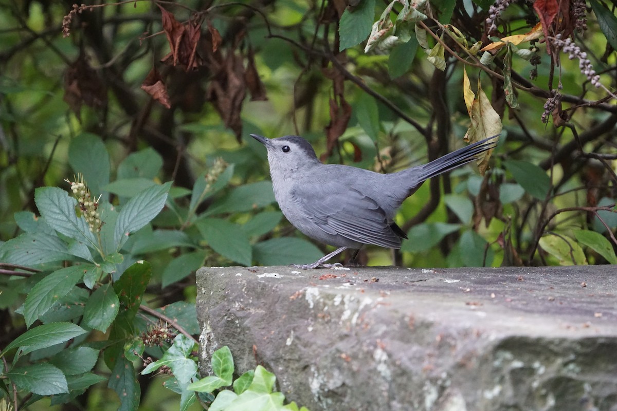 Pájaro Gato Gris - ML642704801