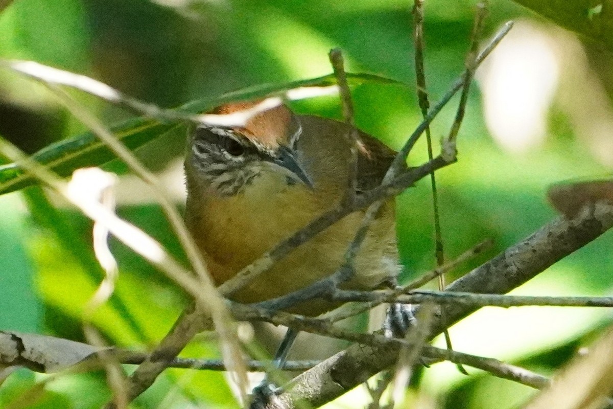 Cucarachero Pechihabano - ML642704810