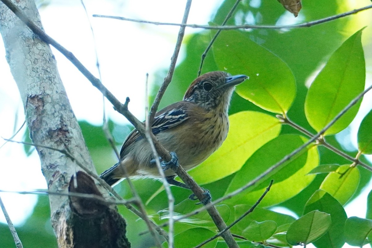 Batará Crestinegro - ML642704811