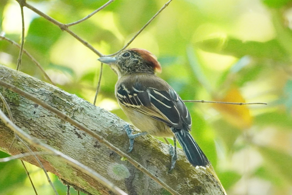 Batará Crestinegro - ML642704812
